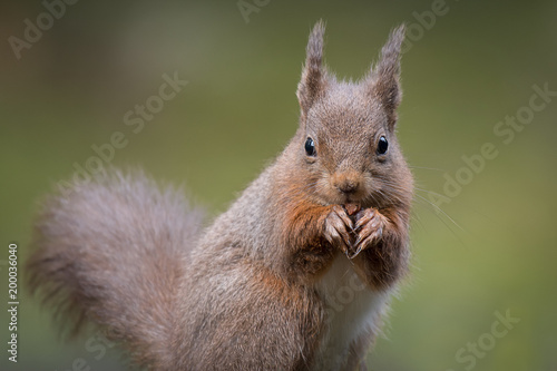 A close up portrait of a red squirrel sitting looking directly forward with paws to mouth eating and showing ear tufts of fur © alan1951