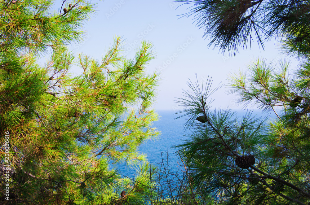 Pine tree branches with turquoise sea background, mediterranean nature Pine tree branches with turquoise sea background, mediterranean nature