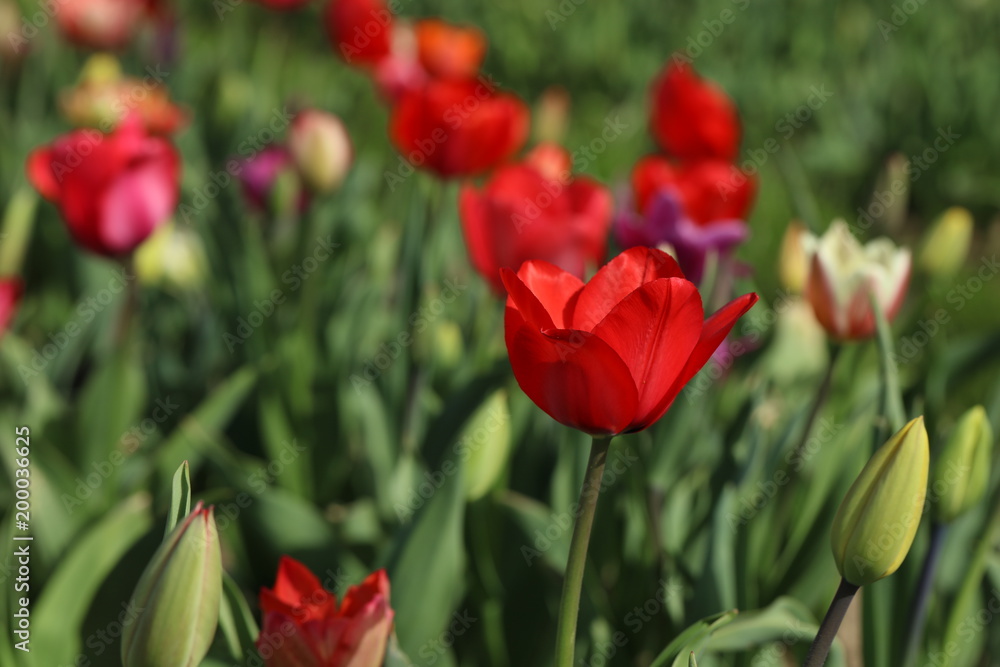Tulpen Tulpenbeet in der Blüte