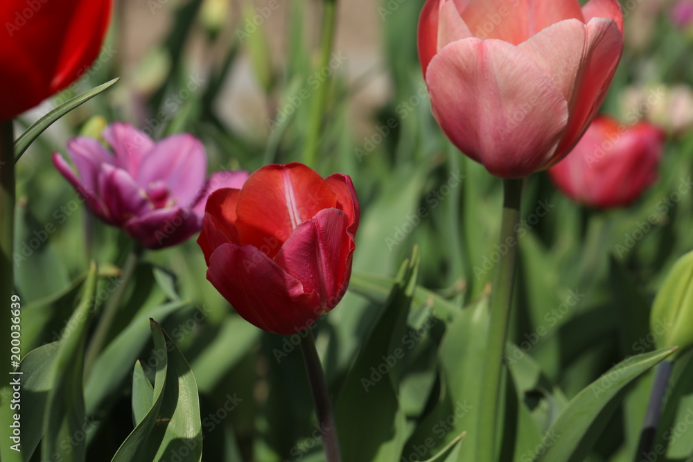 Naklejka premium Tulpen Tulpenbeet in der Blüte