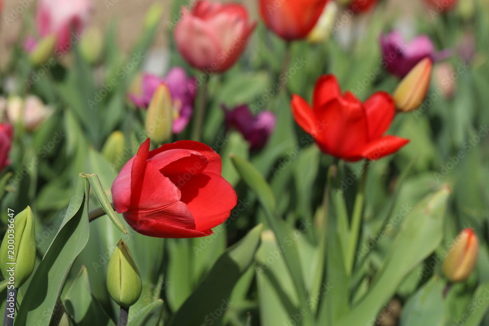 Fototapeta premium Tulpen Tulpenbeet in der Blüte