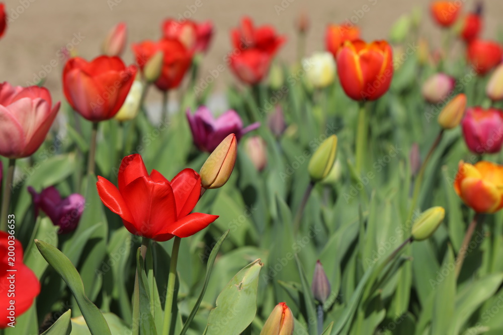 Tulpen Tulpenbeet in der Blüte Tulpen Tulpenbeet in der Blüte