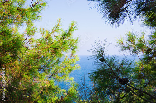 Pine tree branches with turquoise sea background, mediterranean nature © nata777_7
