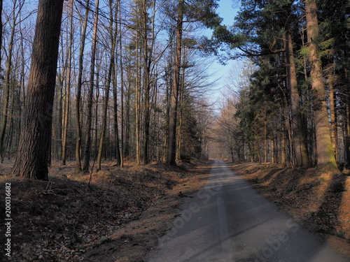 Colored road in forest with colorful trees in Beskid Mountains landscape at Wapienica near BIELSKO-BIALA city in POLAND photo