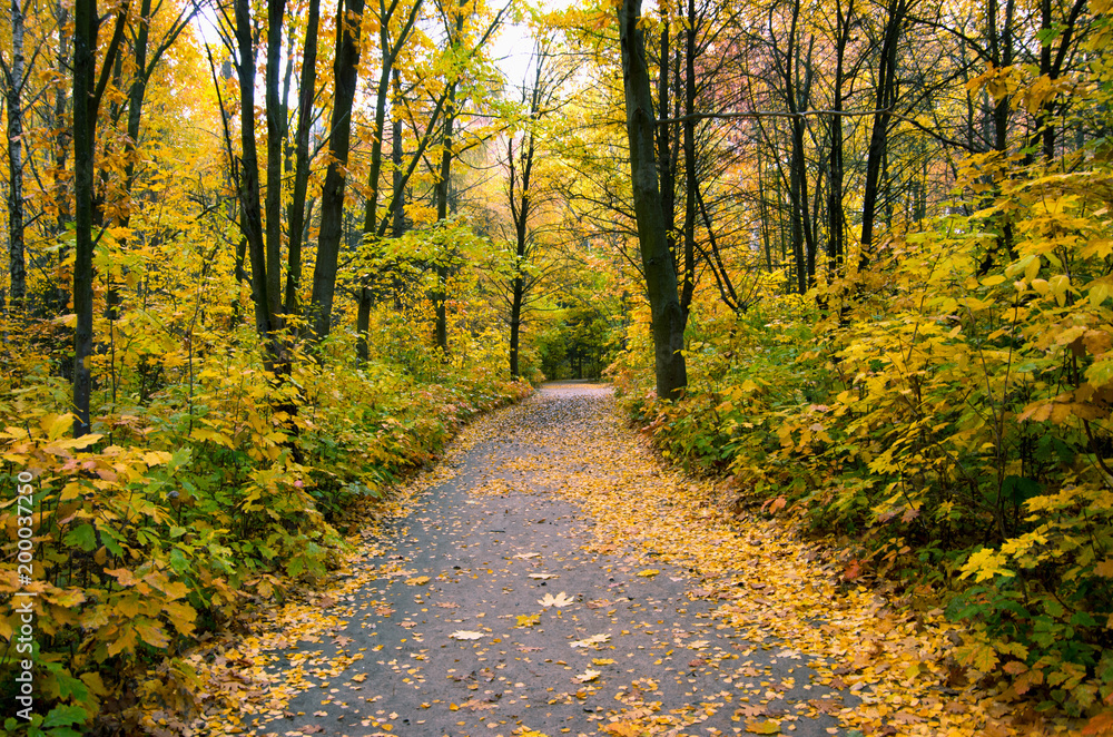 Fototapeta premium Pathway through the autumn forest