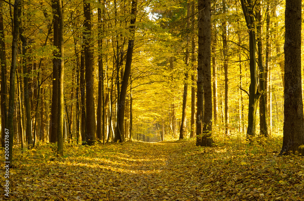 Obraz premium Beautiful golden autumn landscape
