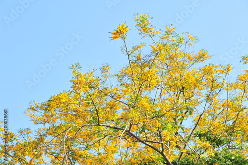 Fototapeta Naklejka Na Ścianę i Meble -  Burma Padauk in selective focus point