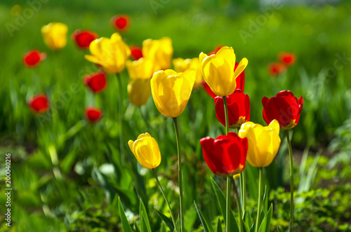 Yellow and red tulips. © nata777_7