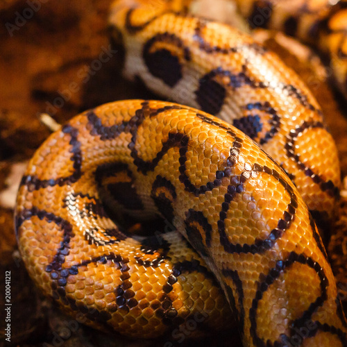 Close-up photo of burmese python. Python molurus bivittatus