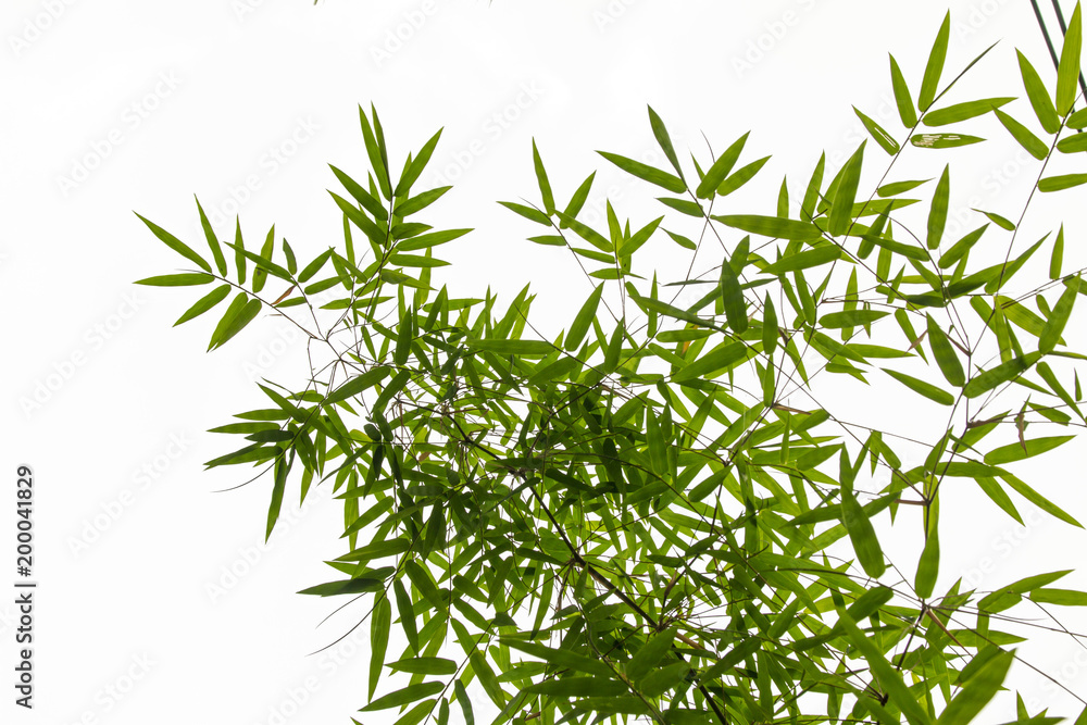 Obraz premium Fresh bamboo leaves isolated on white background.