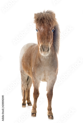 Fotografie Falabella miniature horse