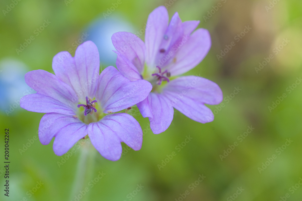 Two wild geranium with blurry green background Two wild geranium with blurry green background