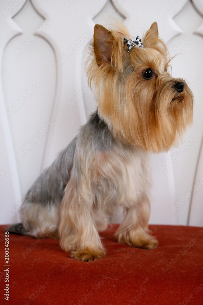 Professional haircut and dog care Yorkshire Terrier in the grooming salon. Professional haircut and dog care Yorkshire Terrier in the grooming salon.