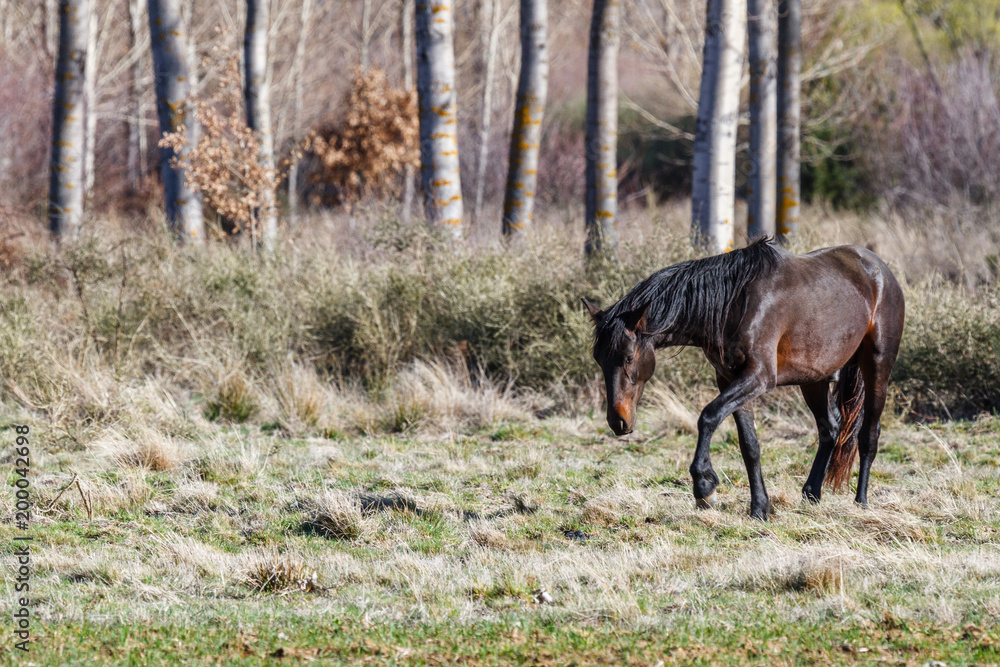 Fototapeta premium Caballo en la pradera con árboles.