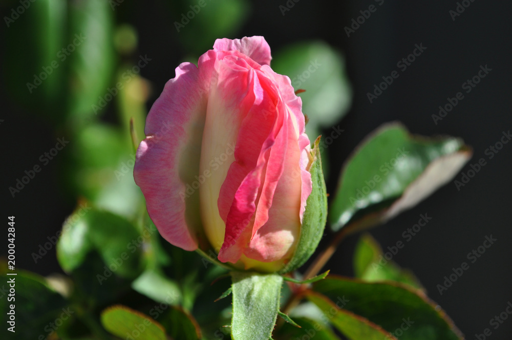 Close-up of new Rose bud, selective focus Close-up of new Rose bud, selective focus