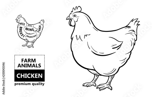 Cut of meat set. Poster Butcher diagram and scheme - Chicken. Vintage typographic hand-drawn. Vector illustration