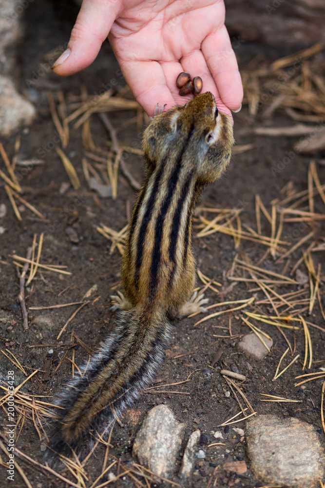 a Chipmunk eats a nut in a forest in the taiga.