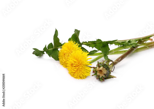 Fototapeta Naklejka Na Ścianę i Meble -  Yellow dandelion spring flowers isolated on white background