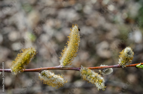 Branch of pussywillow (Salix caprea) on spring