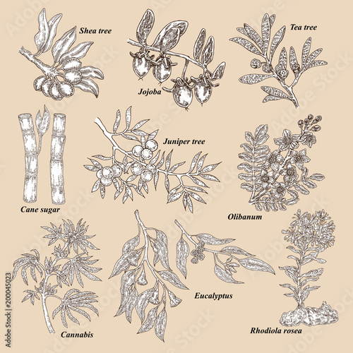 Medical and cosmetics plants. Hand drawn Shea nuts, Jojoba, Tea tree, Cane sugar, Juniper, Olibanum, Cannabis, Rhodiola rosea, Eucalyptus. Vector illustration.