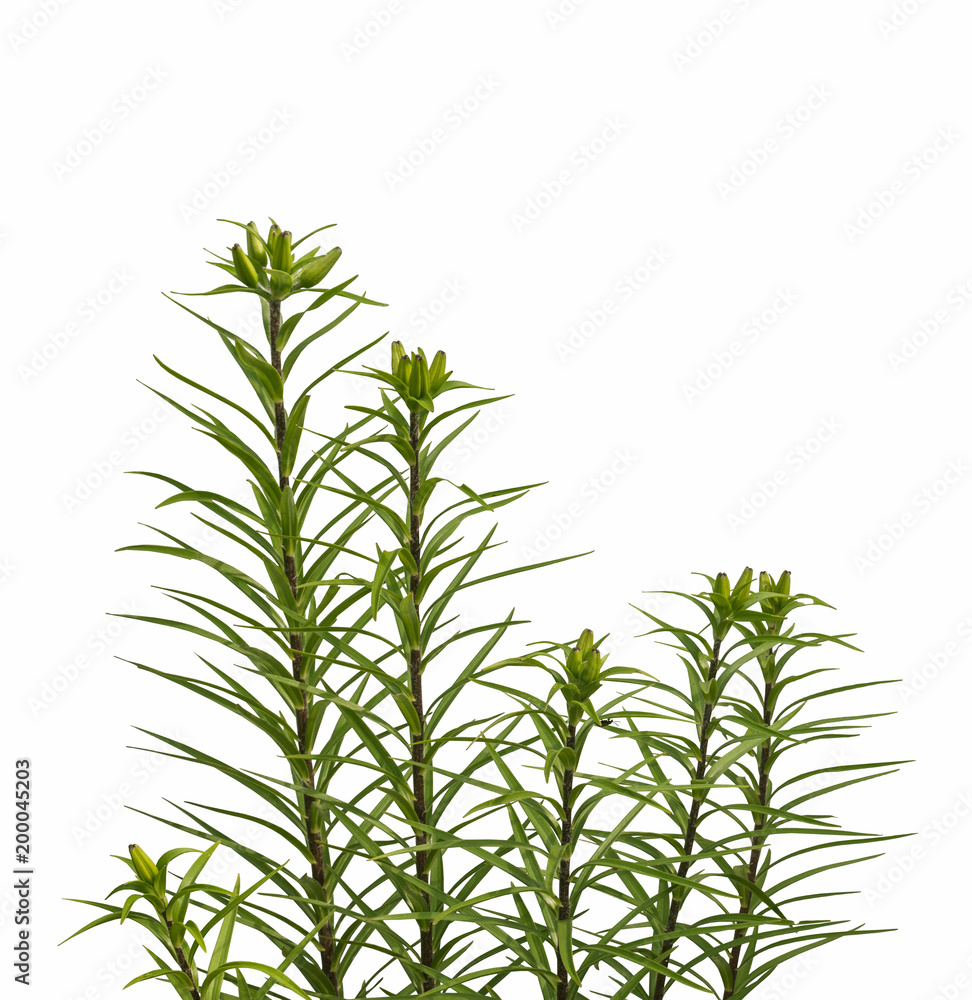 Stems of lilies Asian hybrids isolated Stems of lilies Asian hybrids isolated