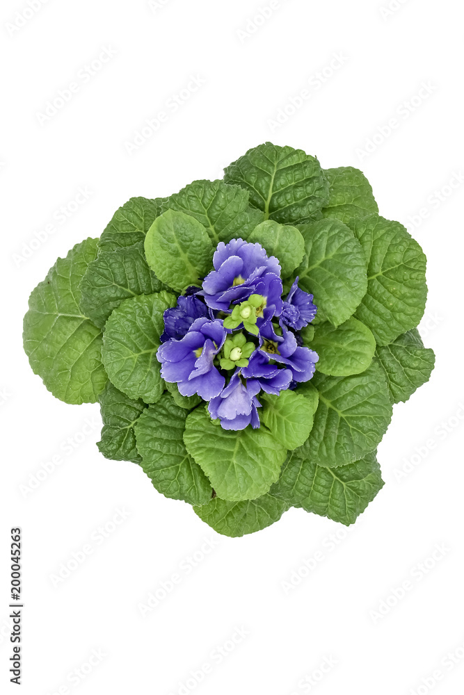 Primrose purple over green leaves (Primula vulgaris Mini ) isolated on white Primrose purple over green leaves (Primula vulgaris Mini ) isolated on white