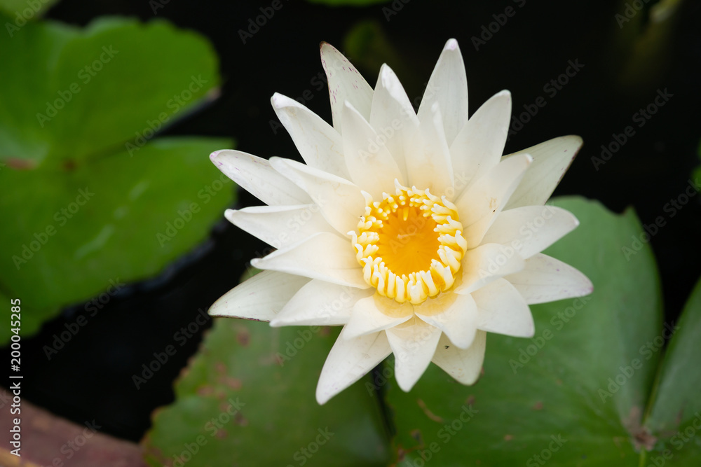 closeup white lotus flowers in the canal closeup white lotus flowers in the canal