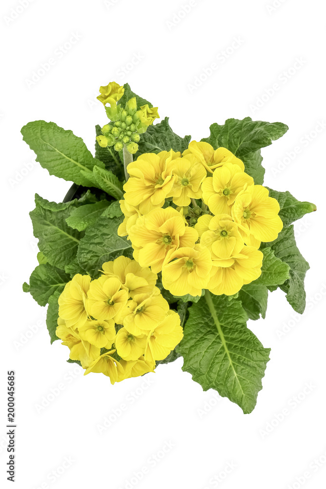 Yellow primrose over green leaves (Primula elatior) isolated on white Yellow primrose over green leaves (Primula elatior) isolated on white