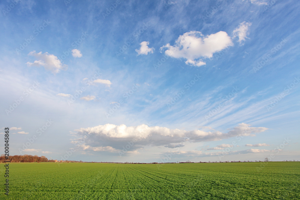 Green spring field with blue sky