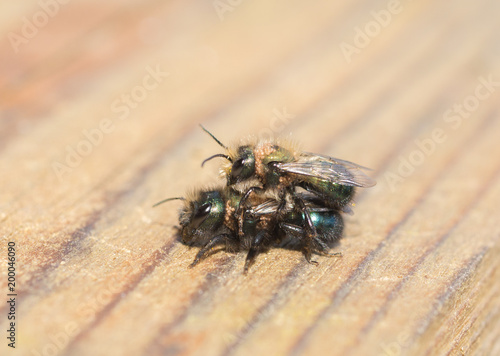 Two Mason Bees (Osmia lignaria) mating in the Spring © jbosvert