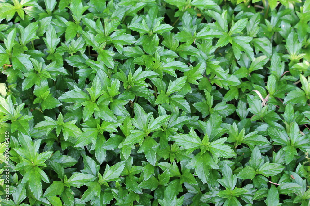 Green Leaf Background Green Leaf Background