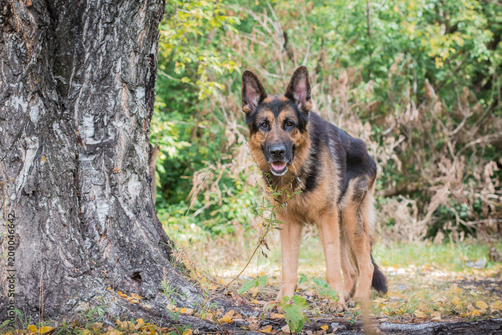 German shepherd dog in sunny autumn