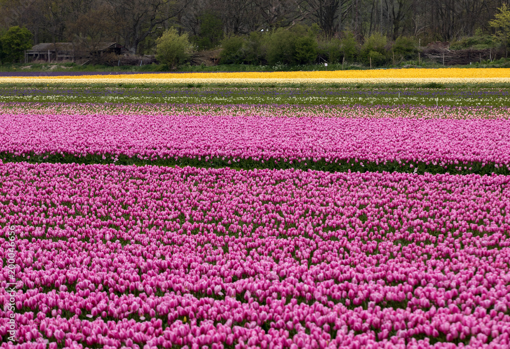 Pink Tulips fields of the Bollenstreek, South Holland, Netherlands Pink Tulips fields of the Bollenstreek, South Holland, Netherlands