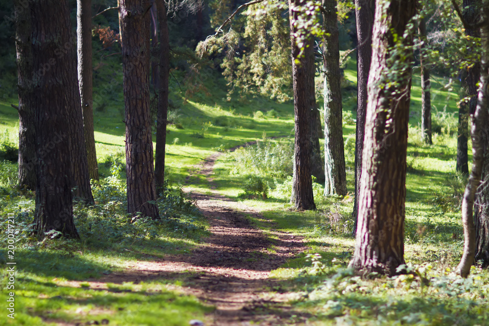 Trail in the forest, sunny weather, road to the adventure Trail in the forest, sunny weather, road to the adventure
