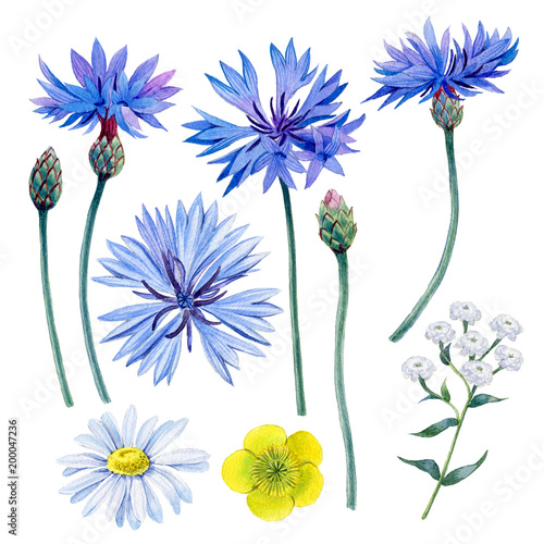 Watercolor hand painted summer meadow flowers set with cornflowers  buttercup and daisy flower. Can be used as print  postcard  invitation  greeting card  packaging design  textile.
