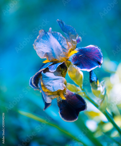Fototapeta Naklejka Na Ścianę i Meble -  Blossoming iris flower in a garden in spring