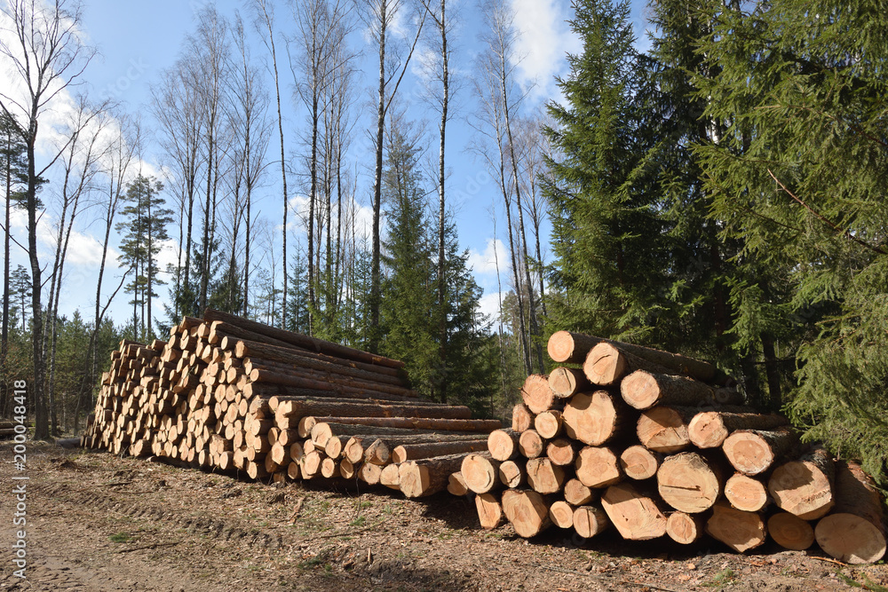 Timber industry. Cut tree trunks in the forest