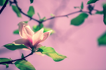 Keuken achterwand Magnolia Ontluikende magnolia in volle lente  © vvvita