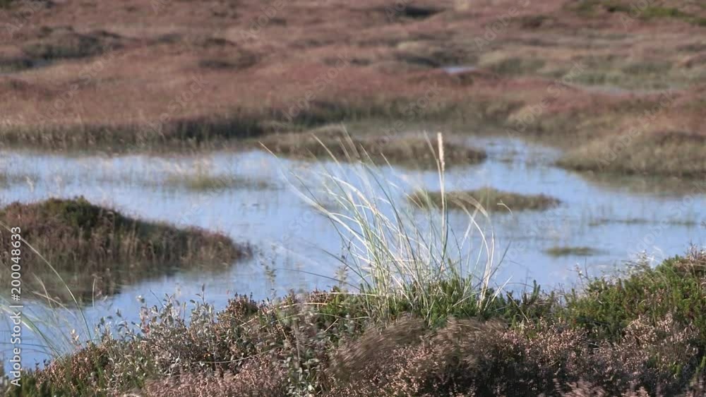 Close up of protected landscape, Sylt, Germany. Naturschutzgebiet auf Sylt, Deutschland. Close up of protected landscape, Sylt, Germany. Naturschutzgebiet auf Sylt, Deutschland.