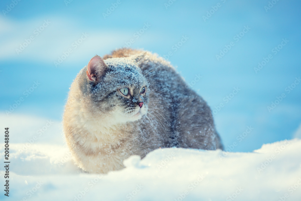 Obraz premium Cat walking outdoors in deep snow in winter