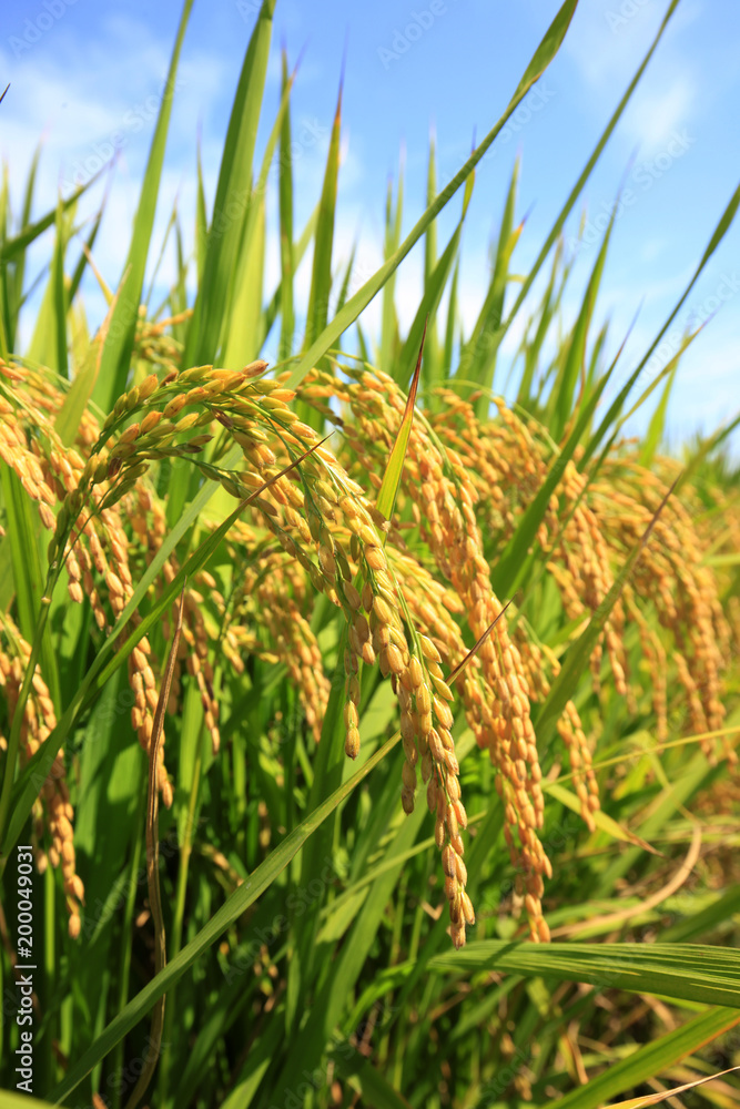 Naklejka premium Rice paddies
