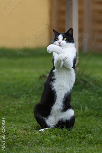 Kater aufrecht stehend auf seinen Hinterpfoten tanzt Gangnamstyle photo