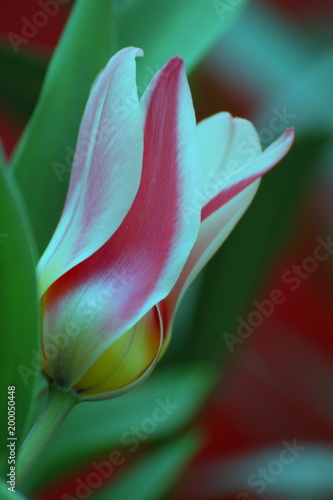 Tulpe weiß rosa