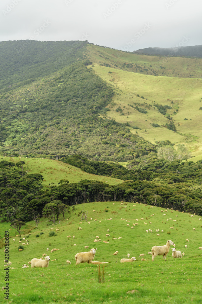 sheep herd grazing on beautiful green hill, New Zealand