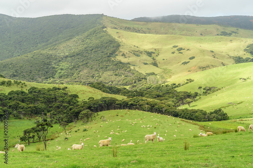 sheep herd grazing on beautiful green field on cloudy day, New Zealand