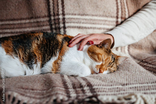 Female hand caressing extremely cute cat sleeping on the blanket on a warm spring day - calm and peacefulness concept