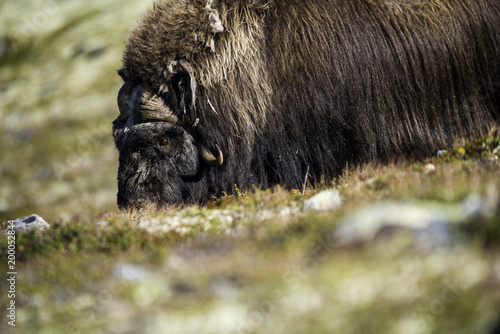 Norwegian Musk Ox in his natural habitat. photo