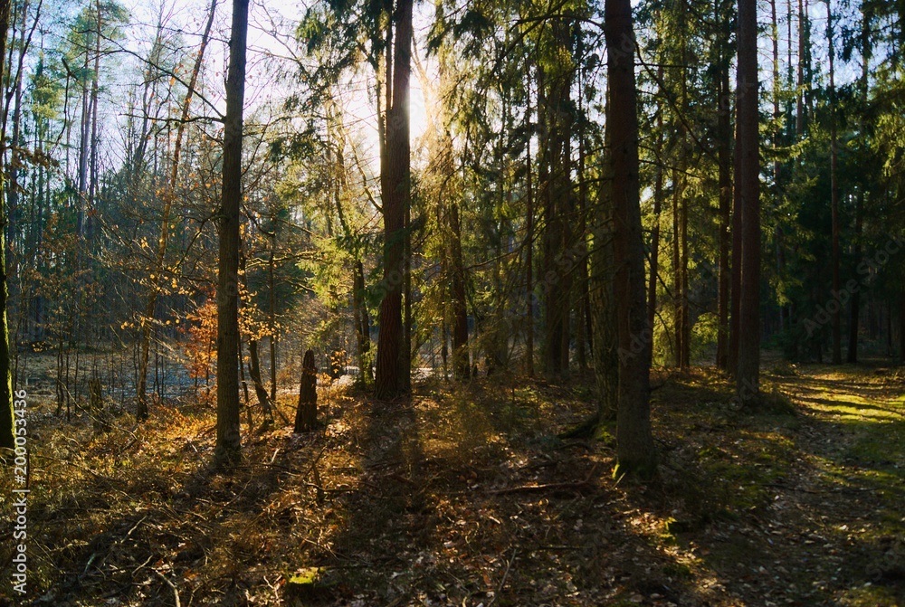 Wiosenny las podczas dnia