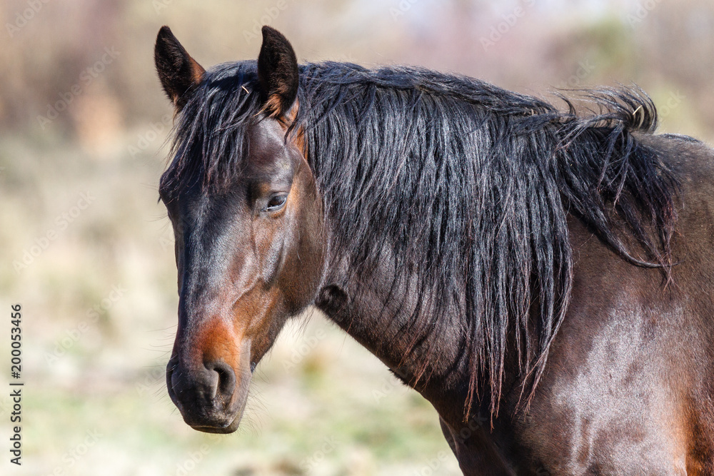 Perfil de la cabeza de un caballo mirando. Perfil de la cabeza de un caballo mirando.