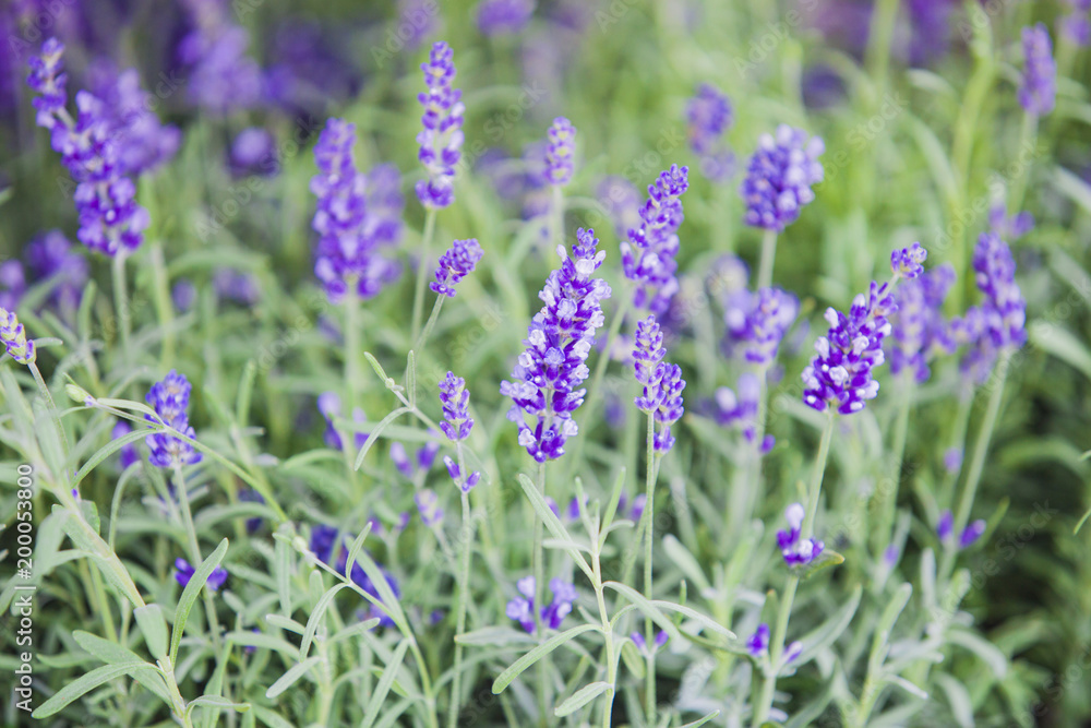 Obraz premium Beautiful image of lavender field over summer sunset landscape.